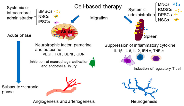 图1：干细胞疗法治疗中风的机制概述。