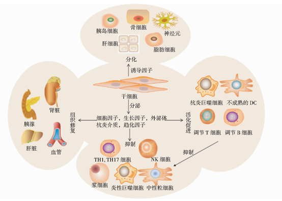 干细胞治疗糖尿病的可能机制