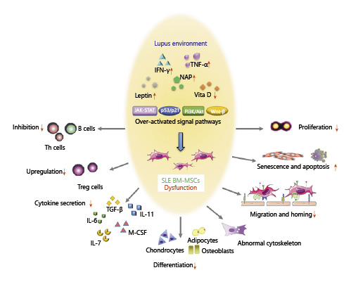 SLE中BM-MSC的功能障碍。来自狼疮小鼠或患者的BM-MSC表现出迁移、增殖、分化和免疫调节能力受损，并且衰老加剧。SLE中体内炎症环境异常以及JAK-STAT、p53/p21、PI3K/Akt、Wnt/beta-catenin等信号通路的异常可能与BM-MSCs的缺陷有关。