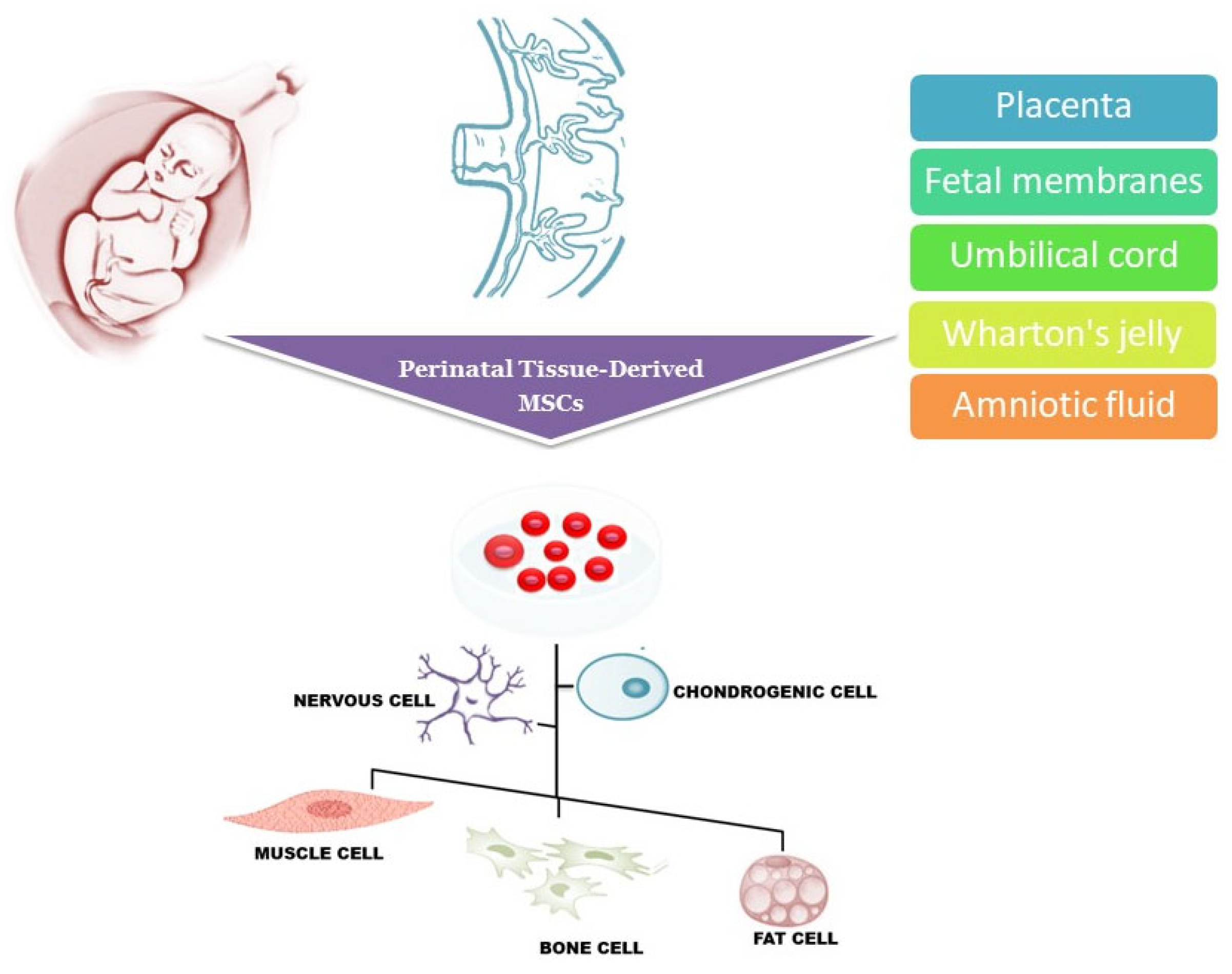 图1：围产期组织来源的干细胞可以从胎盘、胎膜、脐带、沃顿胶和羊水中分离出来，可以分化成多种细胞谱系，包括肌肉细胞、神经细胞、软骨细胞、骨细胞和脂肪细胞。