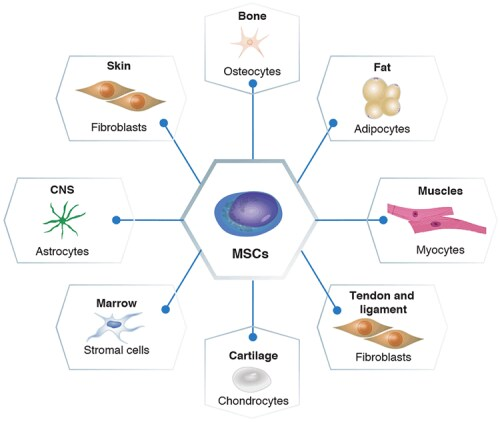 图1：间充质干细胞的分化潜力。