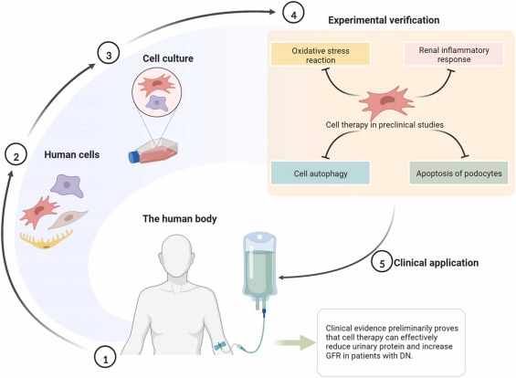 图4 .糖尿病肾病的细胞疗法