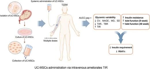 UC-MSCs可以通过静脉输注的方式来改善2型糖尿病患者的血糖控制。