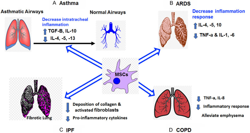 图1：MSCs在主要肺部疾病和病症中的主要功能总结。
