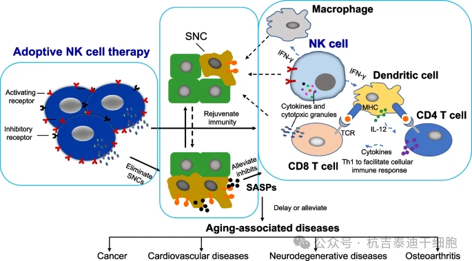 图1：示意图概述了过继性NK细胞疗法在长寿治疗中的潜力