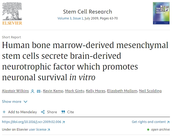 人类骨髓间充质干细胞分泌脑源性神经营养因子，促进体外神经元存活