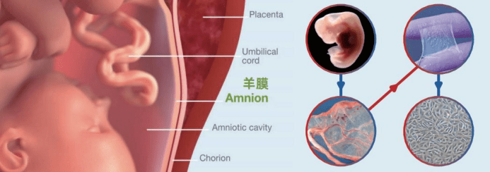 什么是羊膜干细胞：羊膜干细胞的来源、功能及临床应用