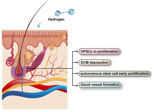 图2：氢气治疗下的毛囊示意图。