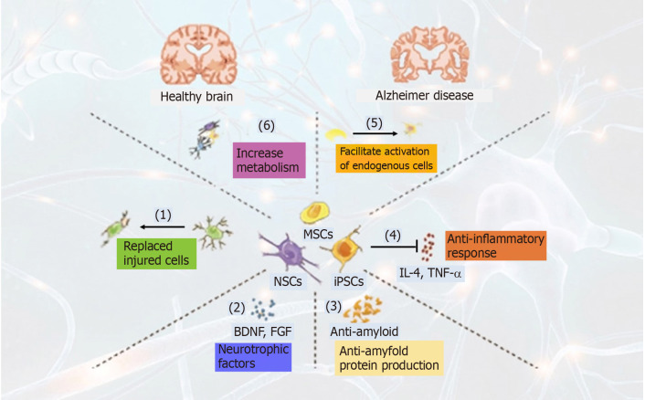 干细胞治疗阿尔茨海默病的作用机制（图1）