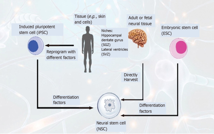 图4：通过不同方法生成神经干细胞以治疗神经退行性疾病的示意图。