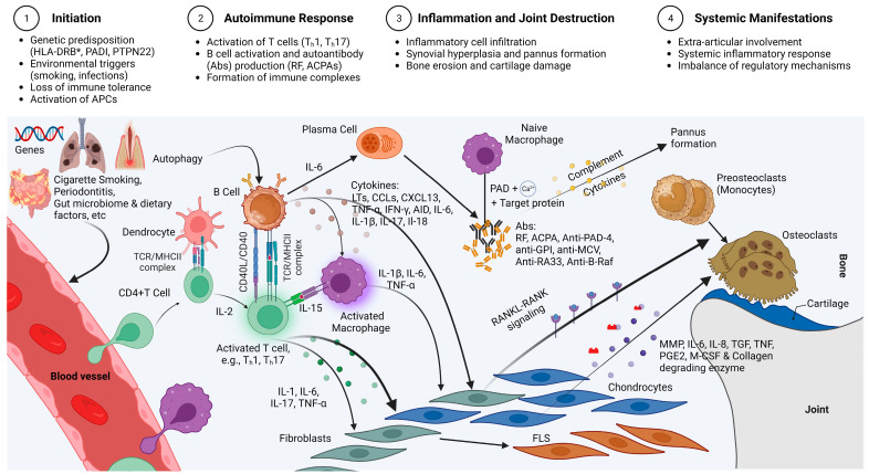 图2：类风湿性关节炎的免疫发病机制示意图，重点介绍了在类风湿性关节炎发展中起关键作用的各种细胞和分子因素的复杂相互作用。