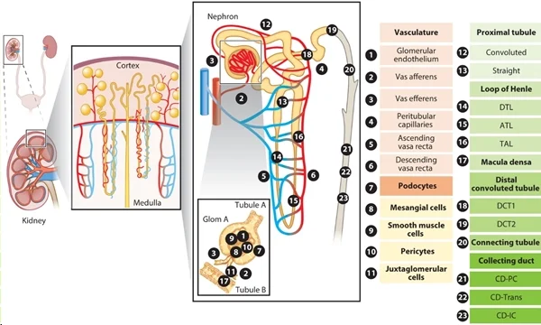 图 1：肾脏上皮细胞和内皮细胞概览。图片来源：PMID：34843404