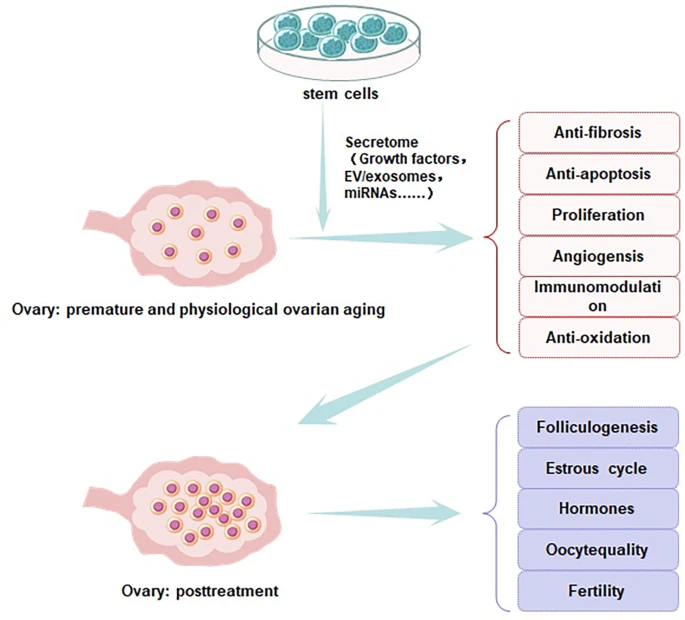 图2：干细胞改善卵巢功能的图示