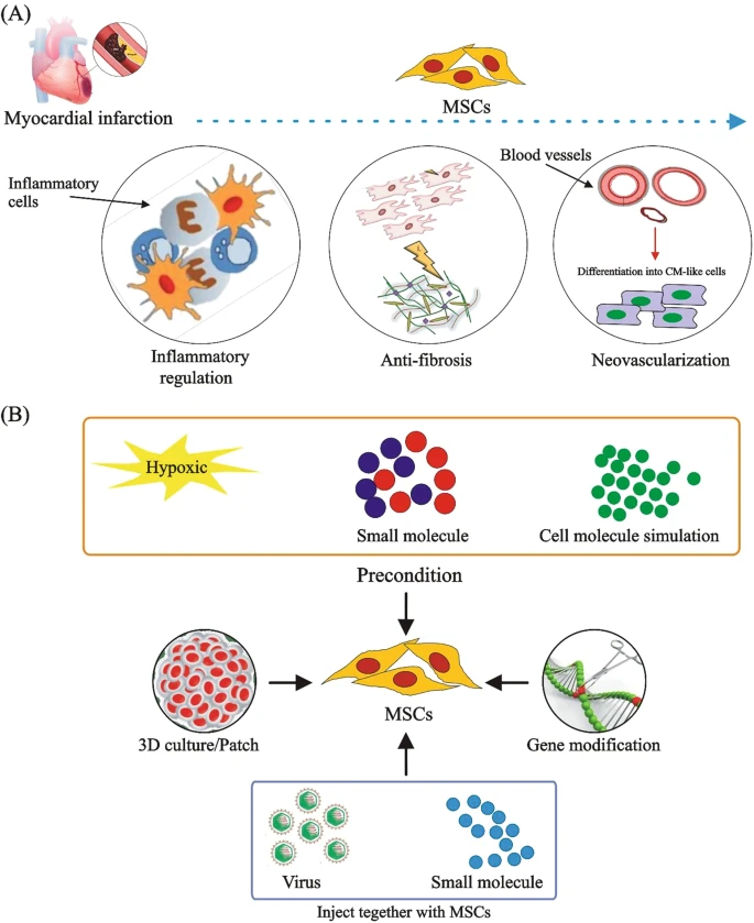 (A) MSCs通过调节炎症、预防纤维化、促进新血管形成和分化为心肌样细胞来治疗CVD。

(B) 改善MSCs在CVD中的治疗效果的方法。为了提高MSCs的治疗效果，已经采用了3D培养、含有MSCs的贴片、用缺氧或化学物质进行预处理、基因修饰以及病毒注射与小化合物或shRNA相结合等技术。