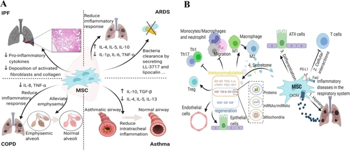 图3：
(A) MSCs在哮喘、ARDS、特发性肺纤维化 (IPF) 和COPD中的主要功能。
(B) MSCs在常见呼吸道炎症疾病中的特征。