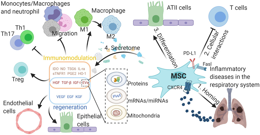 MSCs在呼吸系统典型炎症疾病中的作用。

外源性MSCs可通过SDF-1-CXCR4轴迁移至受损组织，间充质干细胞可通过细胞间相互作用分化为ATII样细胞并抑制免疫细胞，并分泌多种具有免疫调节能力的生物活性分子，促进受损组织再生。与免疫调节相关的分子可使巨噬细胞从M1型转变为M2型，抑制巨噬细胞、中性粒细胞和单核细胞的迁移，抑制TH1和TH17细胞的分化，促进Treg细胞的形成。

生长因子可保护肺泡上皮细胞和肺血管内皮细胞免受损伤。间充质干细胞可通过EVs将蛋白质、mRNA/miRNA和线粒体转运到其他细胞，发挥其在免疫调节和再生中的作用，EVs的功能由其内容决定。