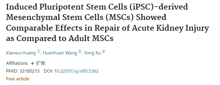 诱导性多能干细胞 (iPSC) 衍生的间充质干细胞 (MSC) 在修复急性肾损伤方面表现出与成人MSC相当的效果