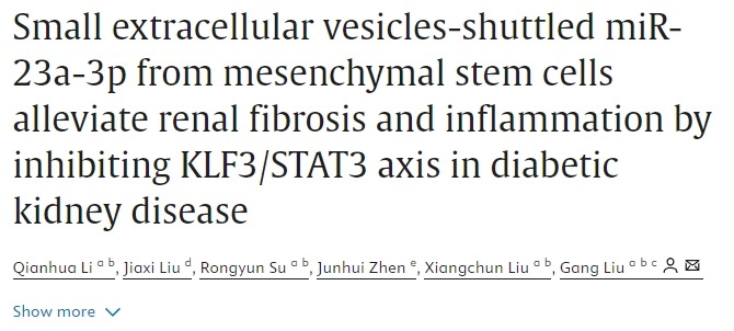 间充质干细胞通过抑制糖尿病肾病中的KLF3/STAT3轴减轻肾脏纤维化和炎症