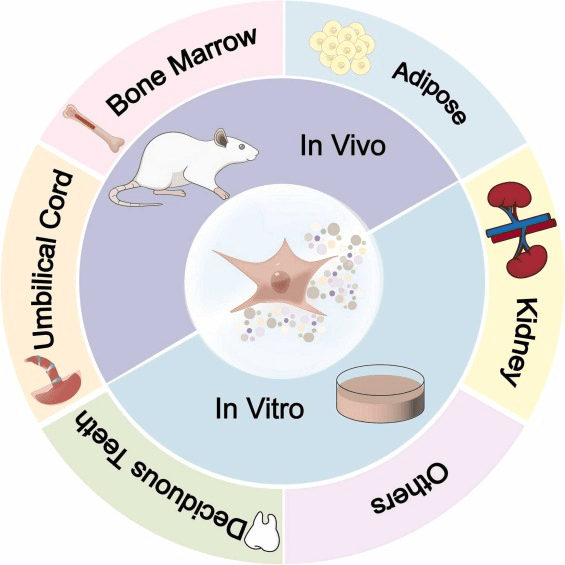 图1：间充质干细胞 (MSC) 及其衍生的外泌体 (MSCs-Exo) 的多种来源。