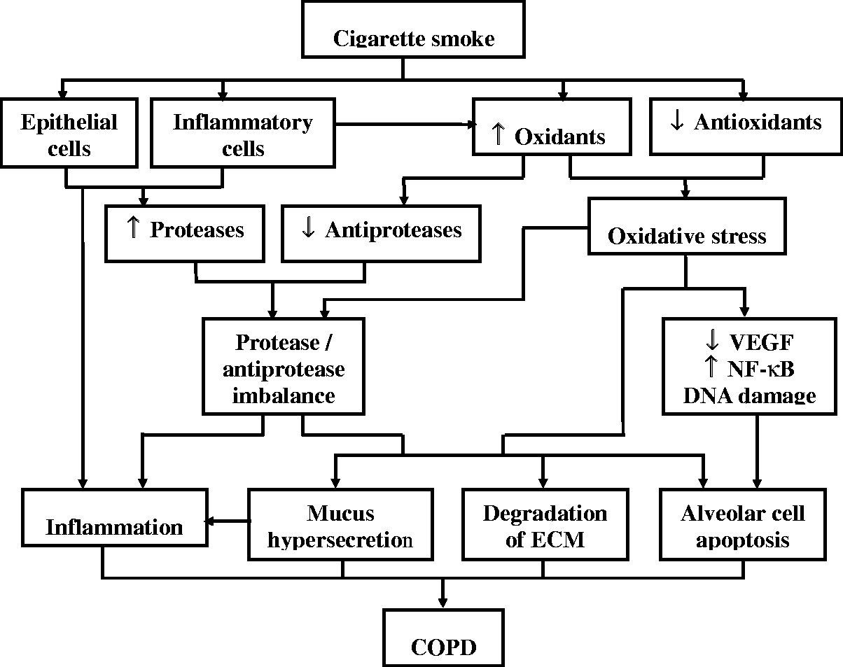 图 1 . 示意图总结了香烟烟雾引起的慢性阻塞性肺病 (COPD) 的致病过程