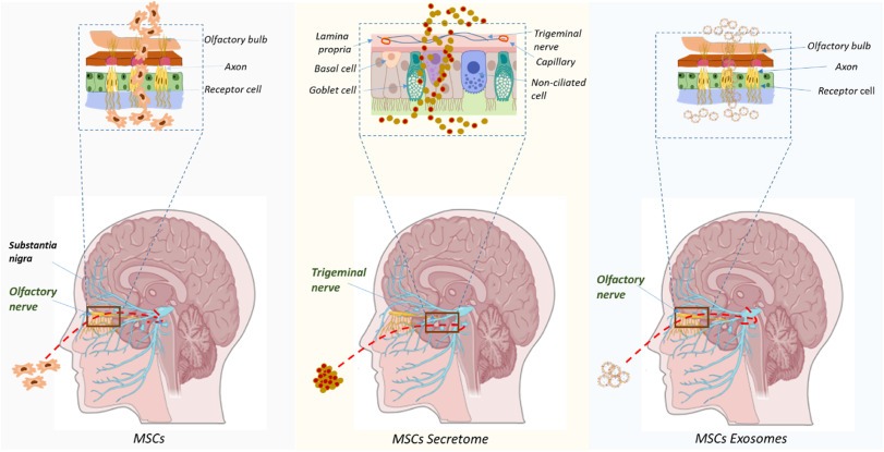 图2：MSCs、分泌体和外泌体通过鼻腔给药穿过血脑屏障到达大脑（包括黑质）的可能途径