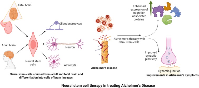 图2：神经干细胞在改善阿尔茨海默病症状中的作用。