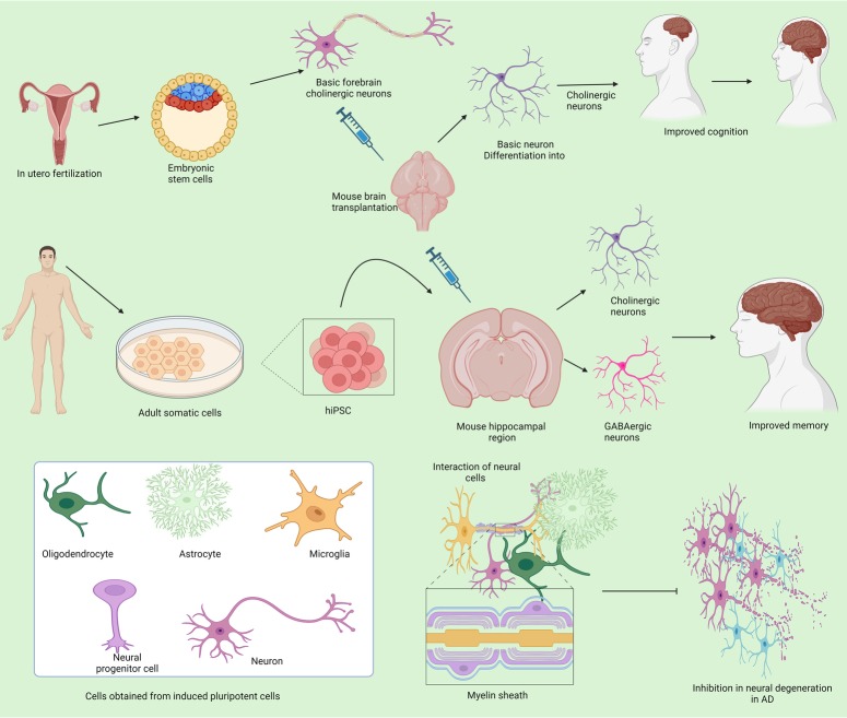 图3：不同来源的干细胞在抑制阿尔茨海默病中的作用