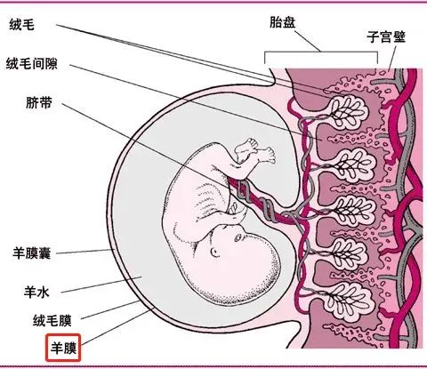 作用堪比全能干细胞，重新认识人羊膜上皮细胞的细胞特性及其治疗应用