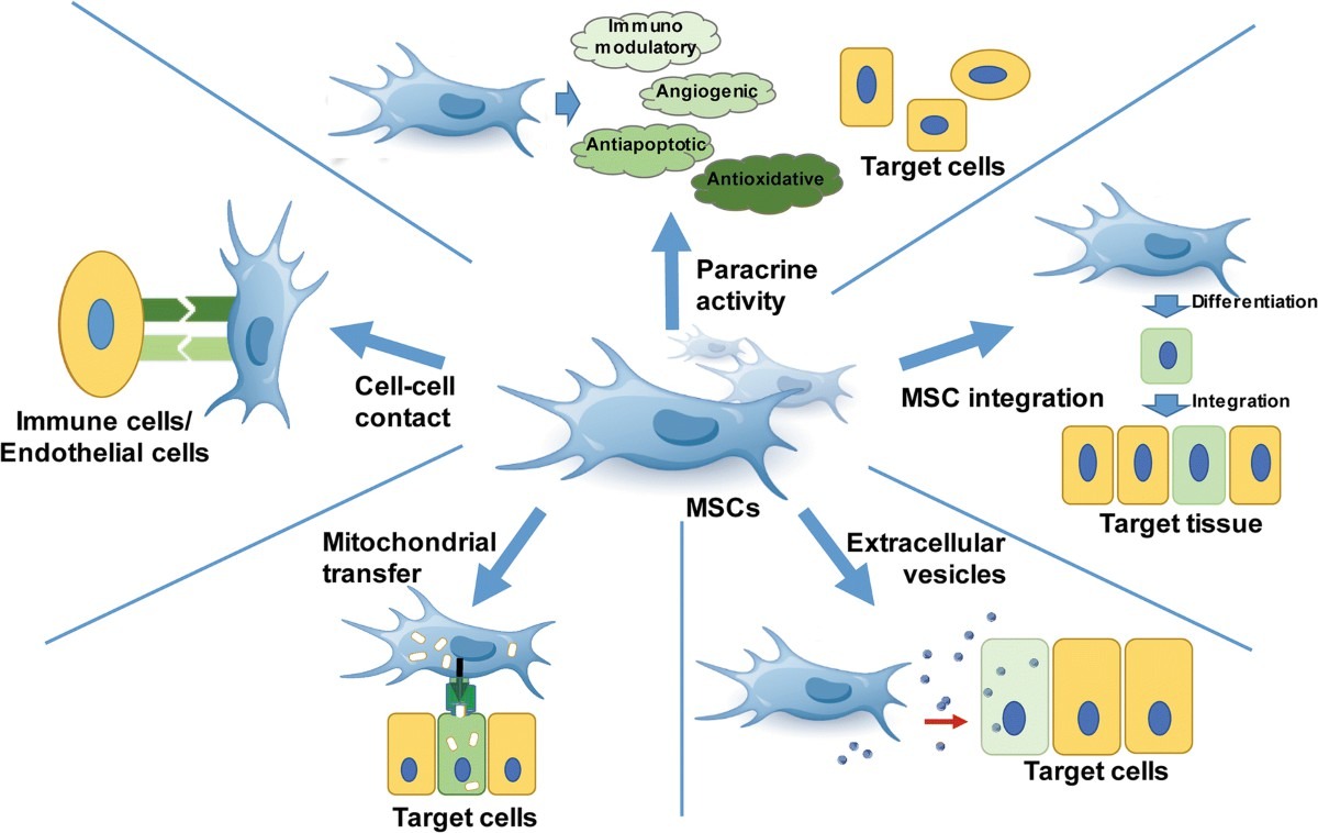 图2 ：间充质干细胞的机制