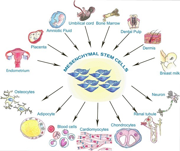 图1：间充质干细胞的来源