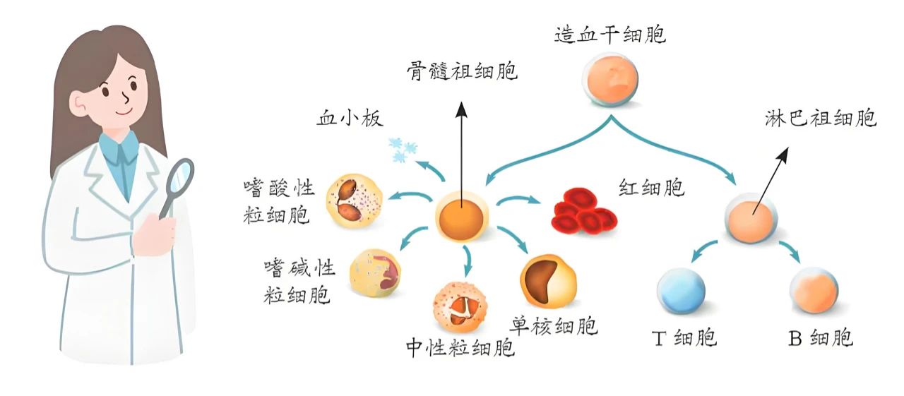 造血干细胞移植