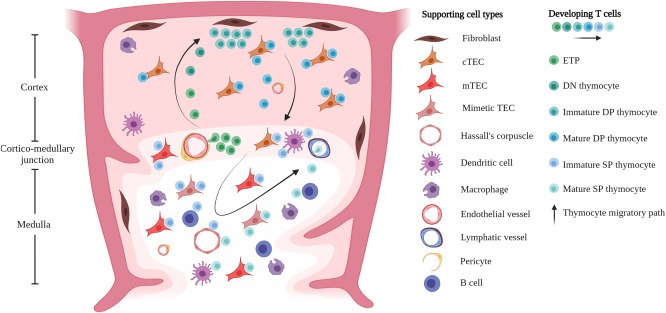图1：T细胞的发育和选择在胸腺微环境中受时空信号以及与支持基质、上皮和造血细胞相互作用的引导