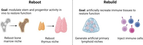 图3：再生老化和受损免疫器官的两种方法，包括重启患者自身的免疫系统和通过人工补充重建患者的免疫系统