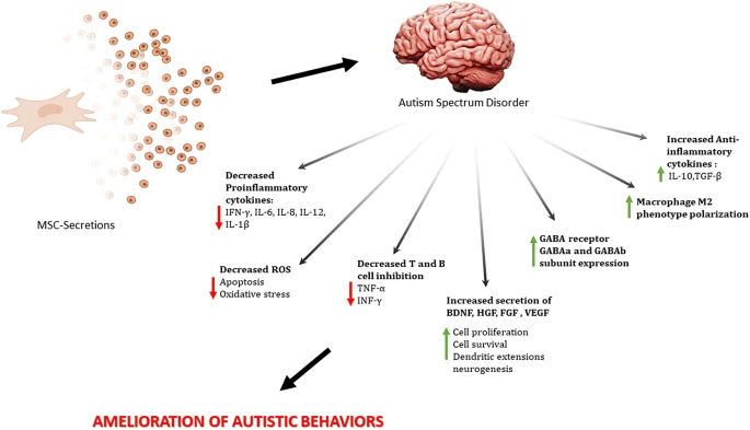 图1：干细胞治疗自闭症谱系障碍的作用机制